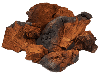 Chaga svamp