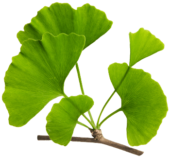 Ginkgo biloba extrakt