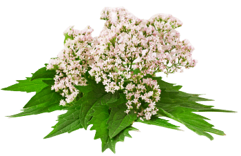 Valeriana extrakt